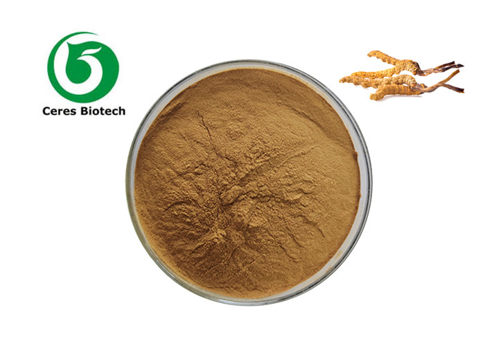 Medical Grade Herbal Extract Supplement Cordyceps Mushroom Extract Powder